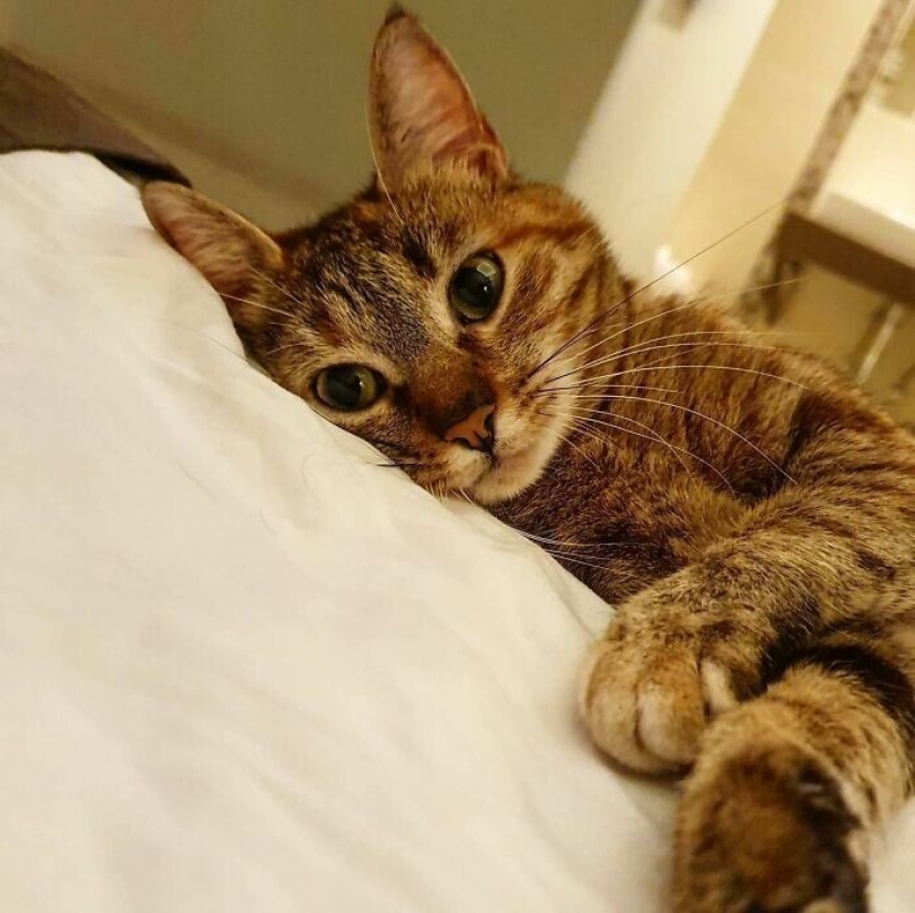 Cómo un gato y su hombre circunnavegan el mundo en una bicicleta Cómo un gato y su hombre circunnavegan el mundo en una bicicleta