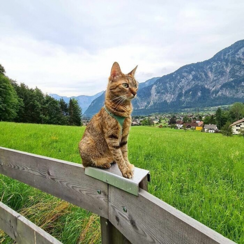 Cómo un gato y su hombre circunnavegan el mundo en una bicicleta Cómo un gato y su hombre circunnavegan el mundo en una bicicleta