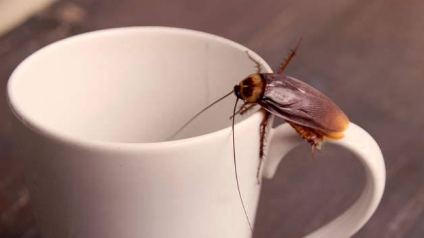 Cockroach milk is the elixir of health