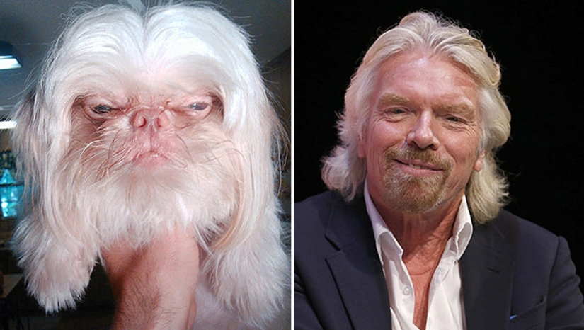 "Como dos gotas de agua": las celebridades y sus cuatro patas contrapartes "Como dos gotas de agua": las celebridades y sus cuatro patas contrapartes