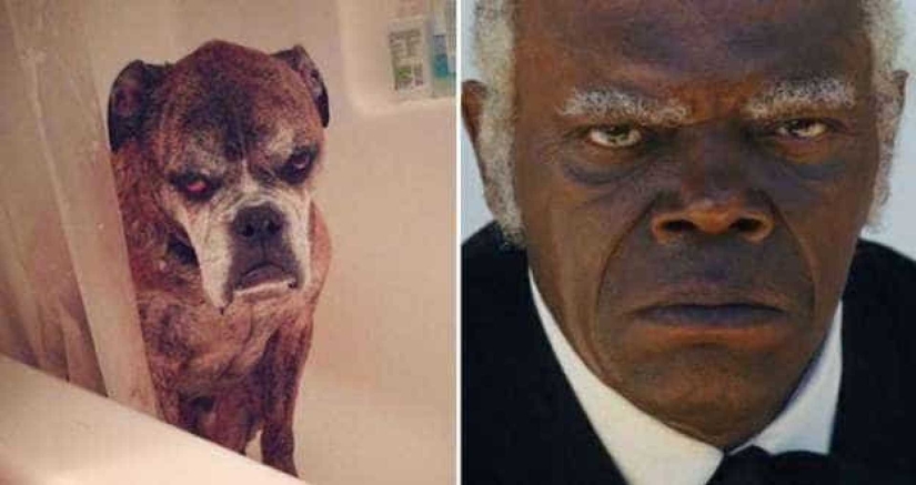 "Como dos gotas de agua": las celebridades y sus cuatro patas contrapartes "Como dos gotas de agua": las celebridades y sus cuatro patas contrapartes