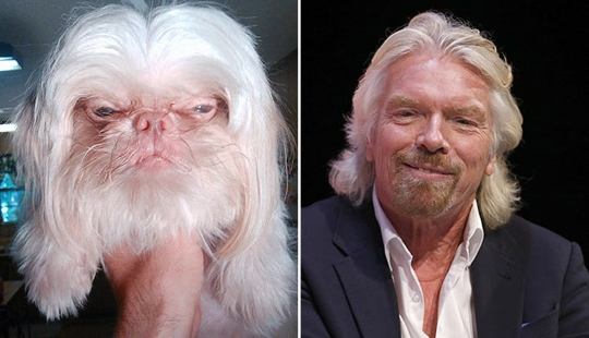 "Como dos gotas de agua": las celebridades y sus cuatro patas contrapartes