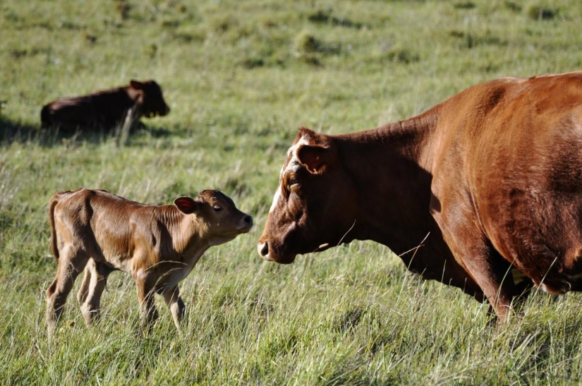 Como en diferentes países del mundo están luchando con una resaca