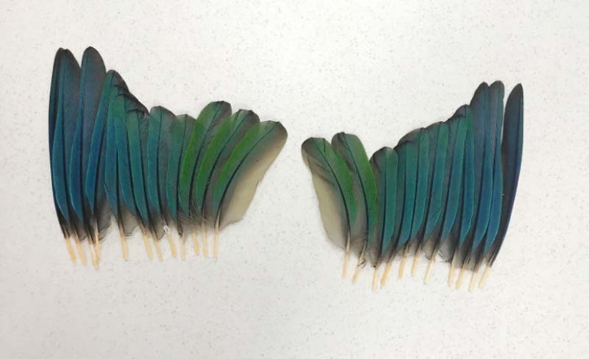 Como un veterinario de Australia cosido parrot nuevas alas