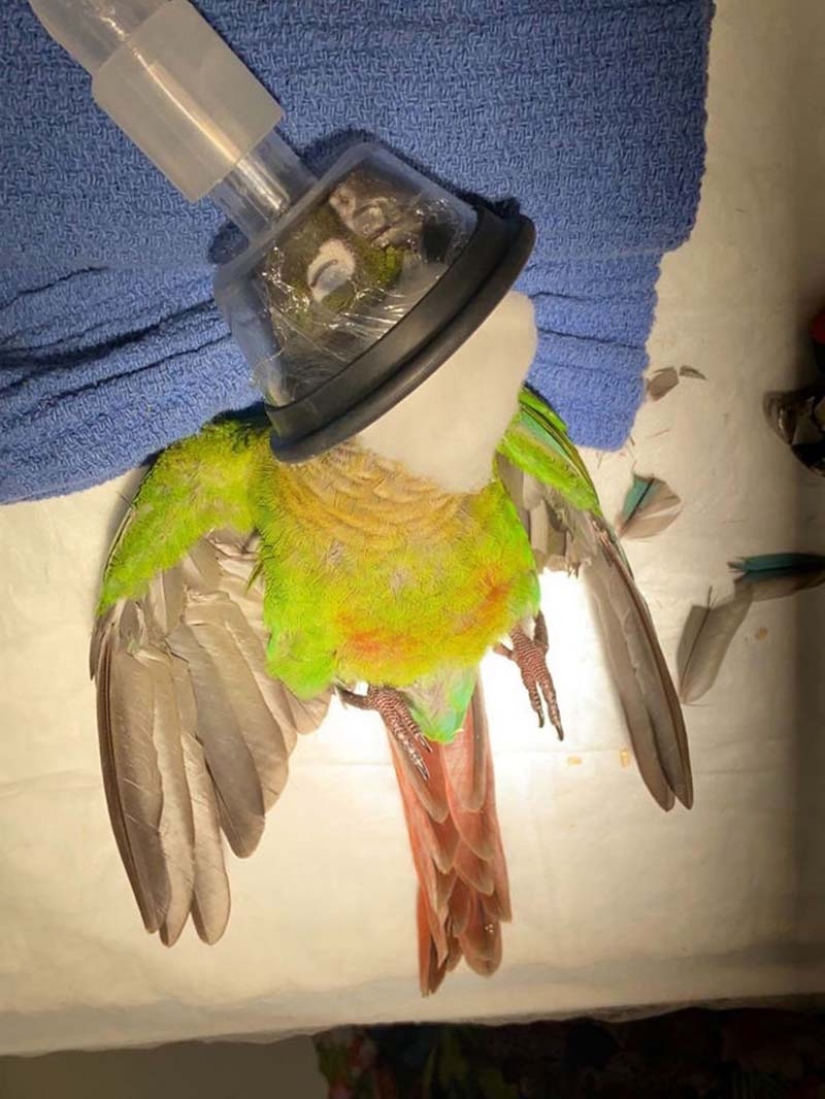 Como un veterinario de Australia cosido parrot nuevas alas