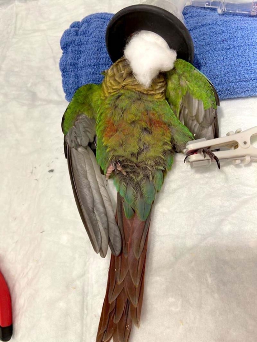Como un veterinario de Australia cosido parrot nuevas alas