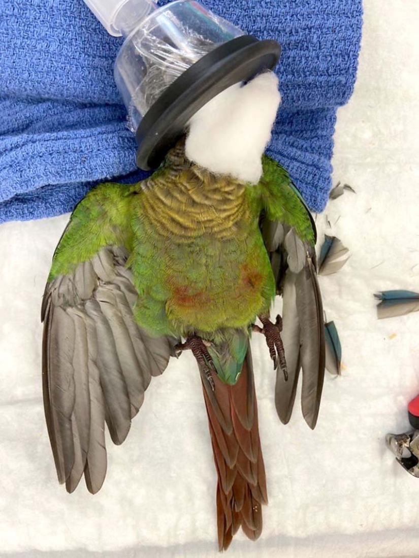 Como un veterinario de Australia cosido parrot nuevas alas