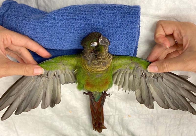 Como un veterinario de Australia cosido parrot nuevas alas