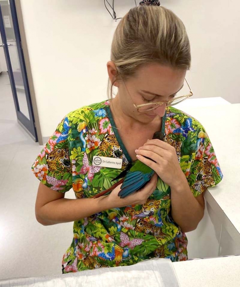 Como un veterinario de Australia cosido parrot nuevas alas