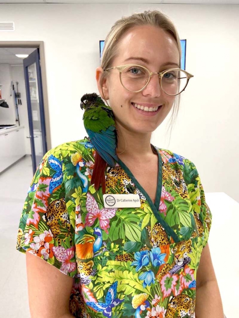 Como un veterinario de Australia cosido parrot nuevas alas