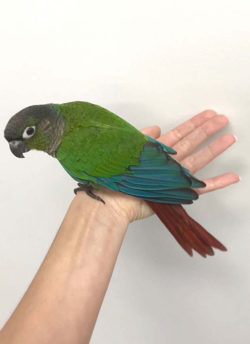 Como un veterinario de Australia cosido parrot nuevas alas