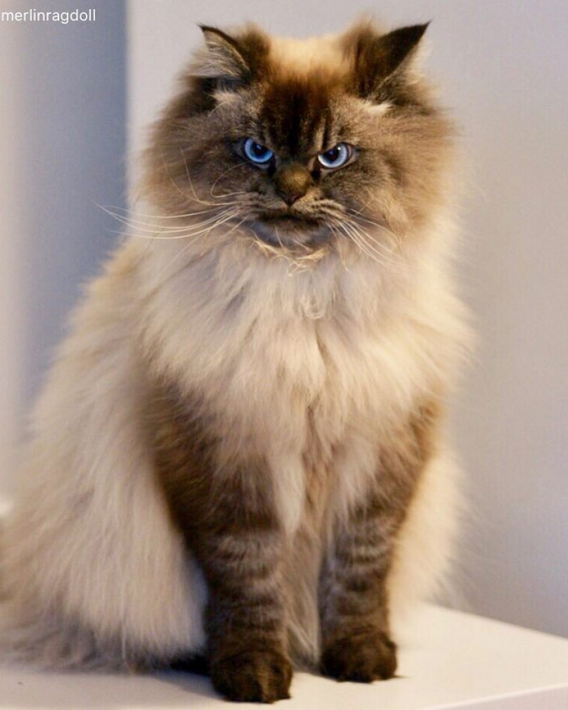 Conoce a Merlín, el gato que odia todo y a todos