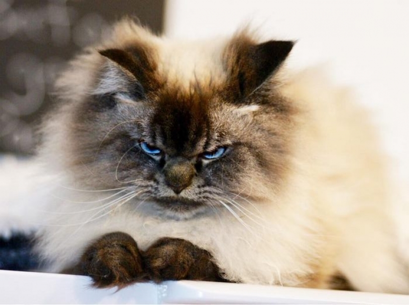 Conoce a Merlín, el gato que odia todo y a todos
