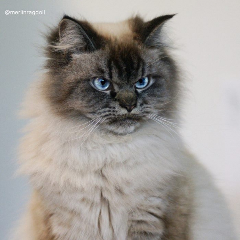 Conoce a Merlín, el gato que odia todo y a todos