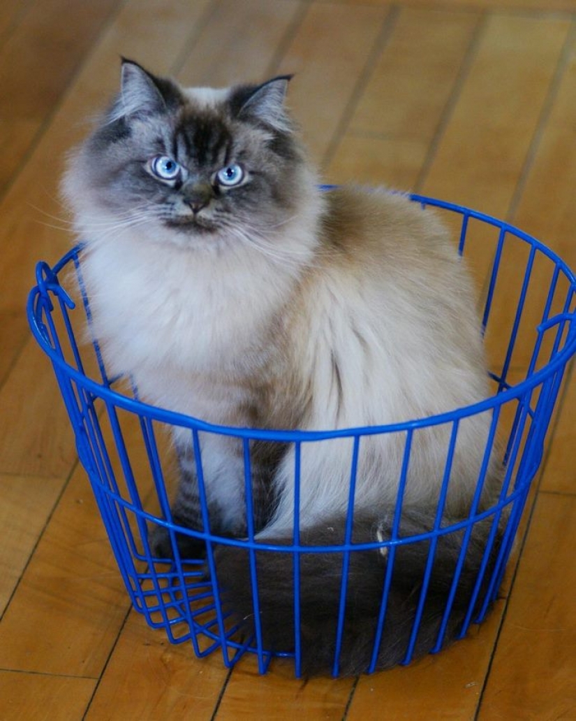 Conoce a Merlín, el gato que odia todo y a todos