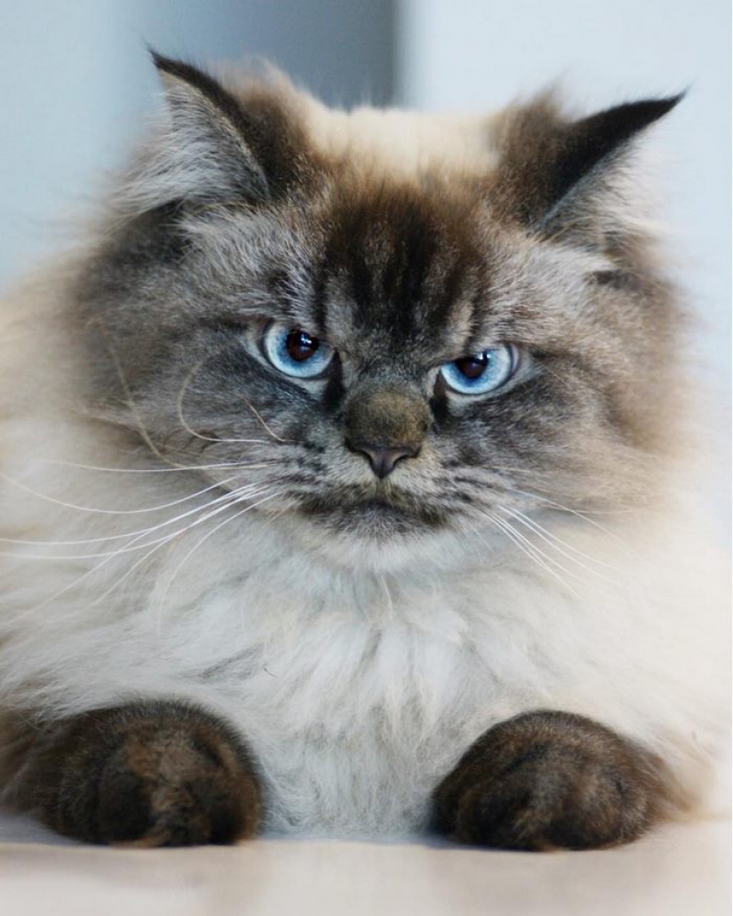 Conoce a Merlín, el gato que odia todo y a todos