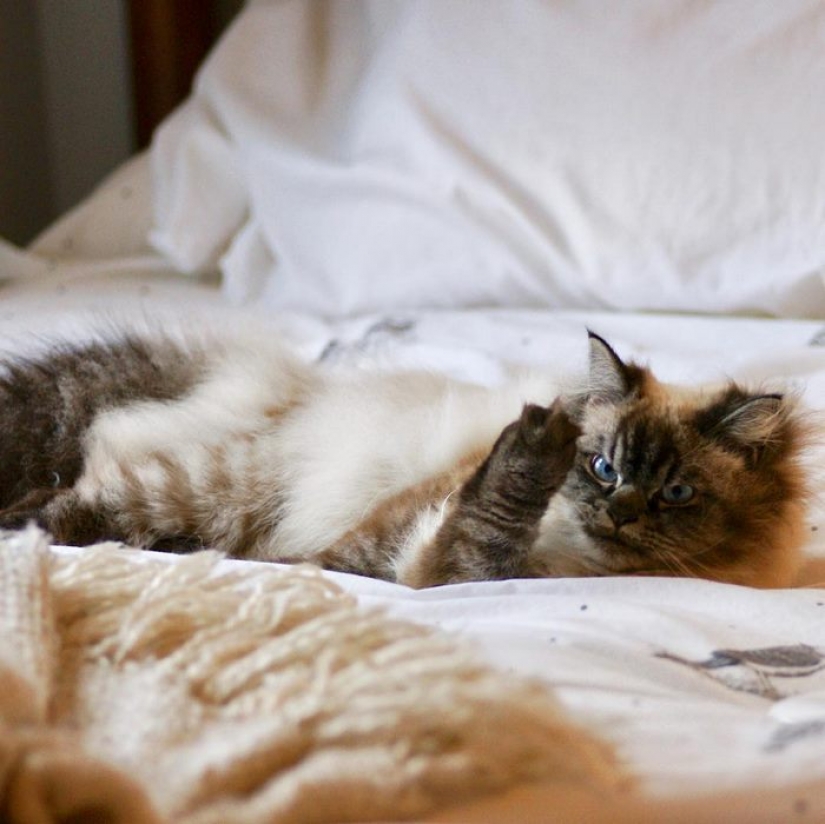 Conoce a Merlín, el gato que odia todo y a todos