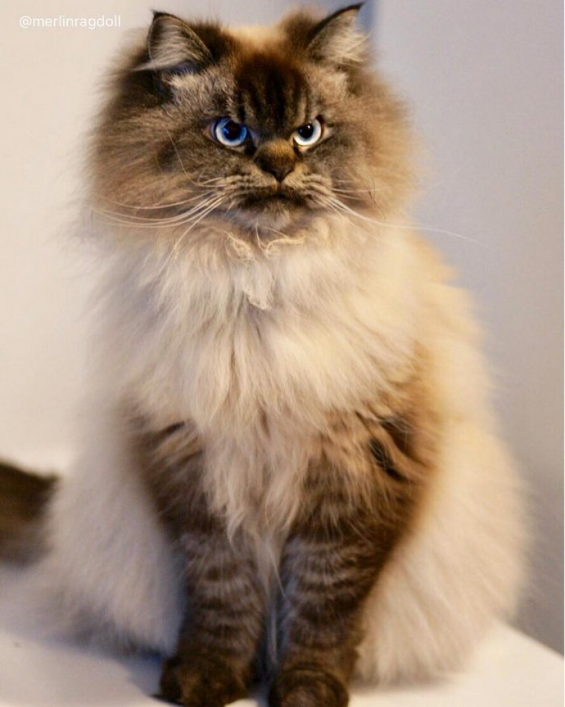 Conoce a Merlín, el gato que odia todo y a todos