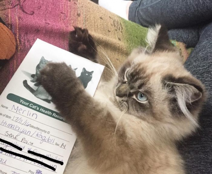Conoce a Merlín, el gato que odia todo y a todos