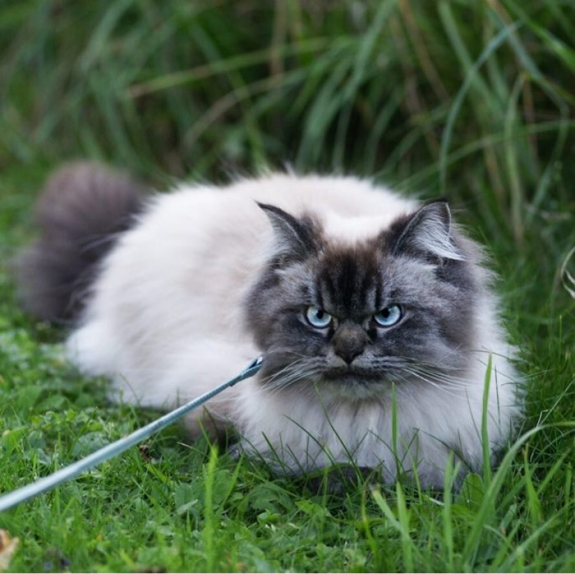 Conoce a Merlín, el gato que odia todo y a todos