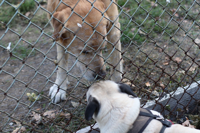 Consejos de vida de Murphy el perro