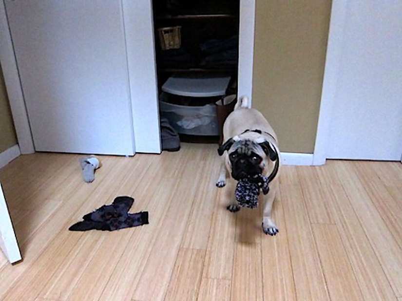 Consejos de vida de Murphy el perro