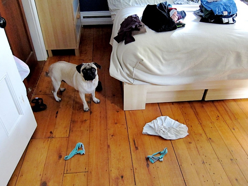 Consejos de vida de Murphy el perro