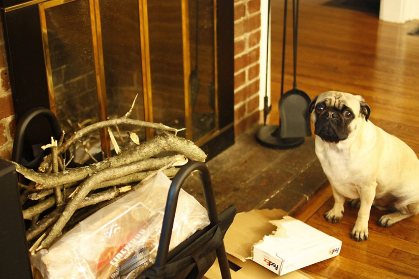 Consejos de vida de Murphy el perro