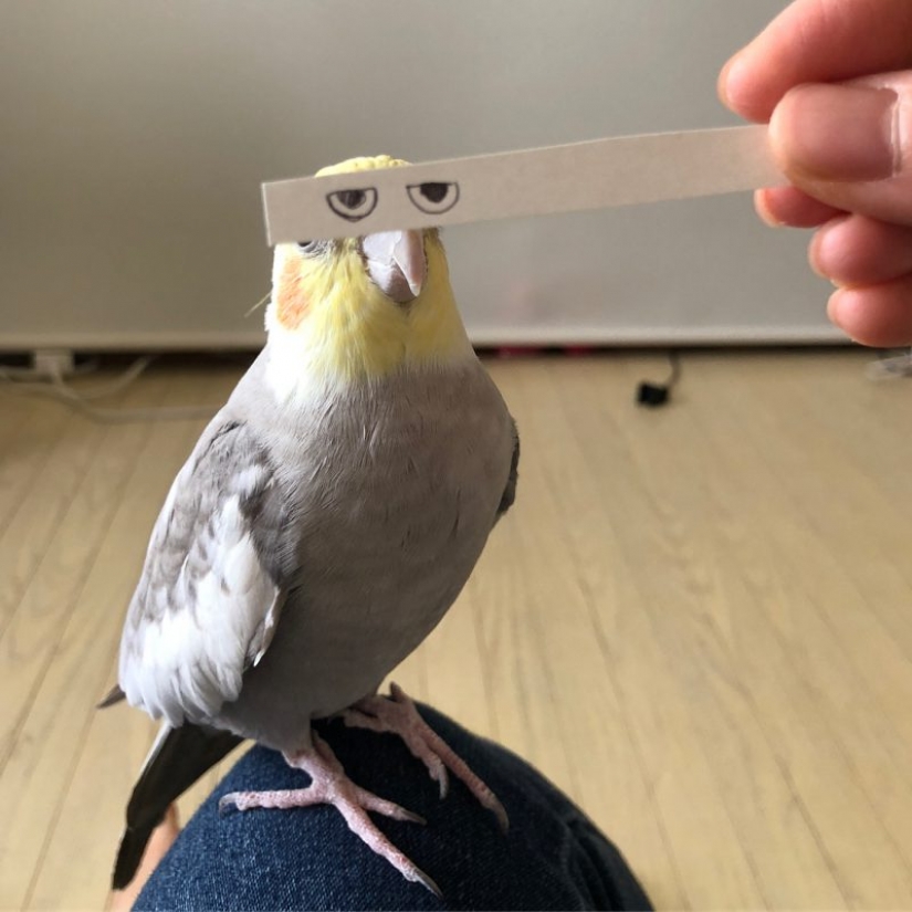 Construir los ojos! Tira de papel edificante el loro y sus dueños