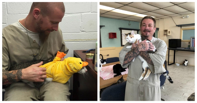 Convicts and kotans: a new prisoner rehabilitation program has been launched in the States Convicts and kotans: a new prisoner rehabilitation program has been launched in the States