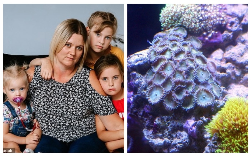 Coral asesino: Madre de cuatro hijos casi muere de envenenamiento después de limpiar el acuario