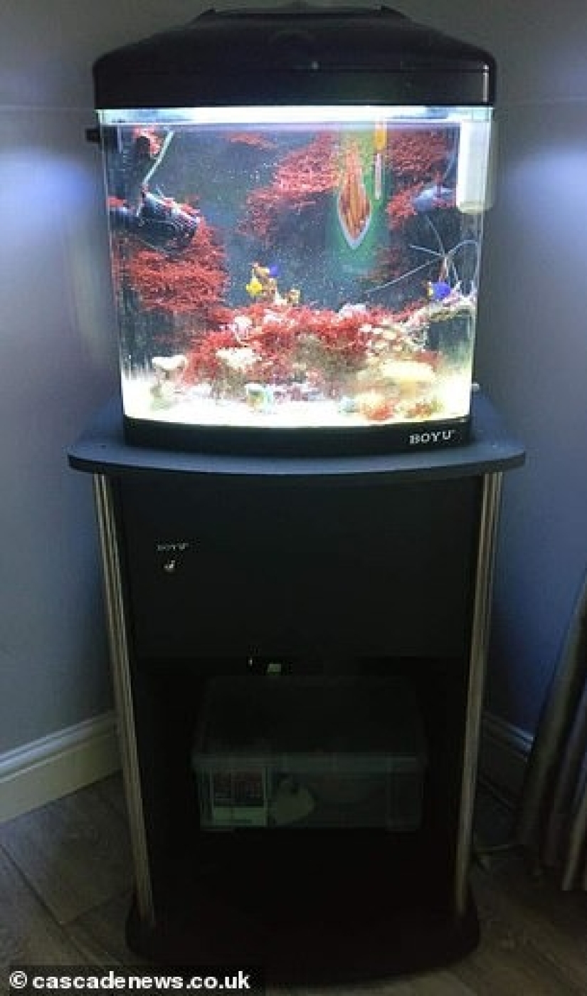 Coral asesino: Madre de cuatro hijos casi muere de envenenamiento después de limpiar el acuario