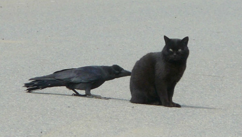 Crows Troll other animals, pulling their tails Crows Troll other animals, pulling their tails
