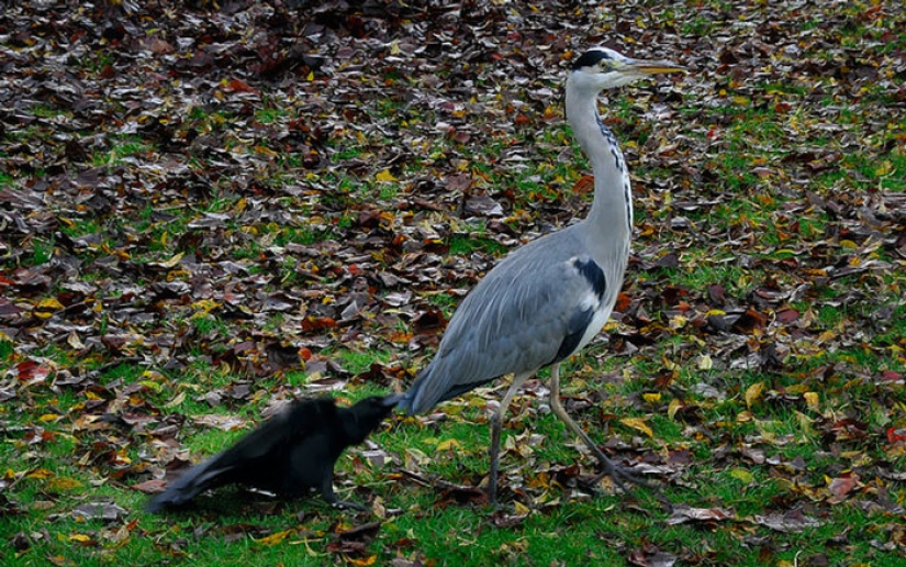 Crows Troll other animals, pulling their tails Crows Troll other animals, pulling their tails