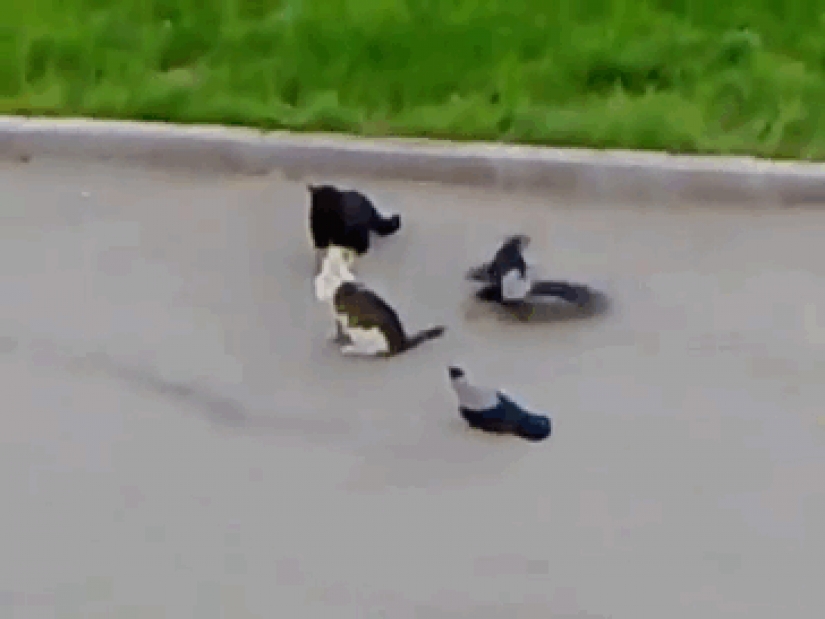 Crows Troll other animals, pulling their tails Crows Troll other animals, pulling their tails