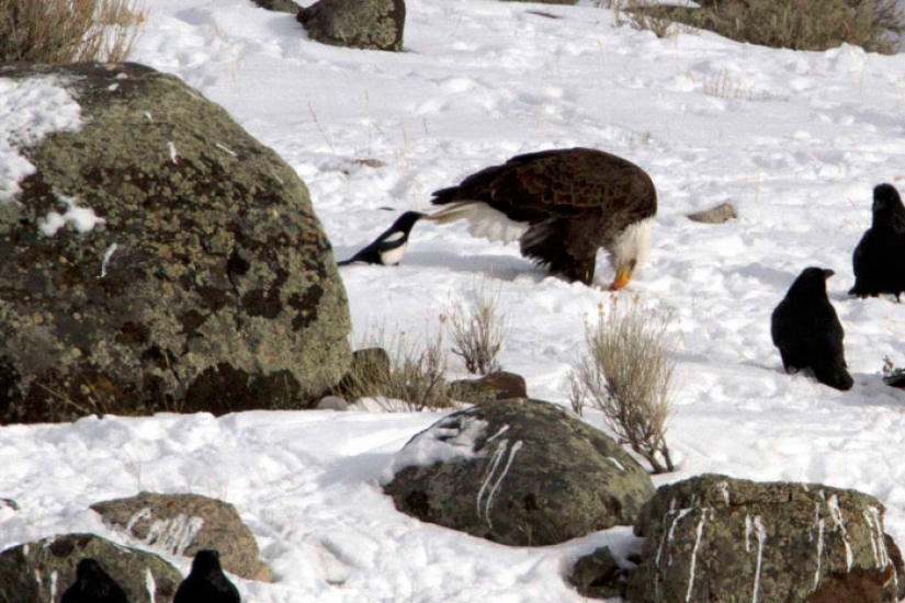 Crows Troll other animals, pulling their tails Crows Troll other animals, pulling their tails