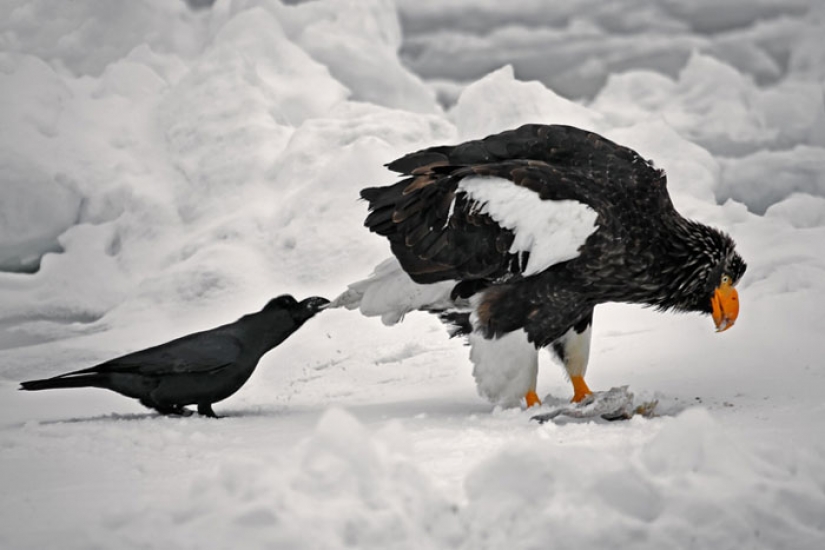 Crows Troll other animals, pulling their tails Crows Troll other animals, pulling their tails
