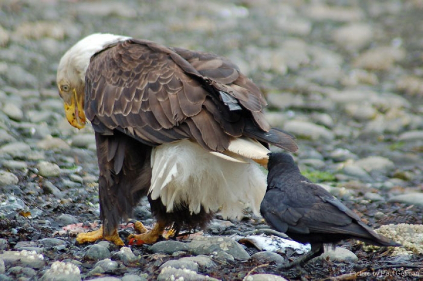 Crows Troll other animals, pulling their tails Crows Troll other animals, pulling their tails