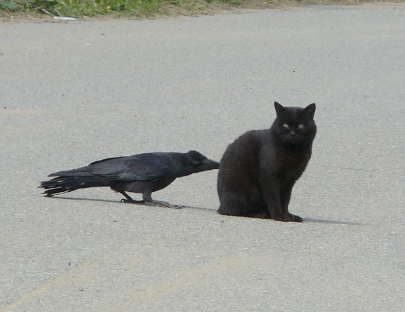 Crows Troll other animals, pulling their tails Crows Troll other animals, pulling their tails