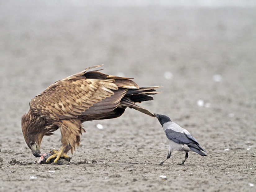 Crows Troll other animals, pulling their tails Crows Troll other animals, pulling their tails
