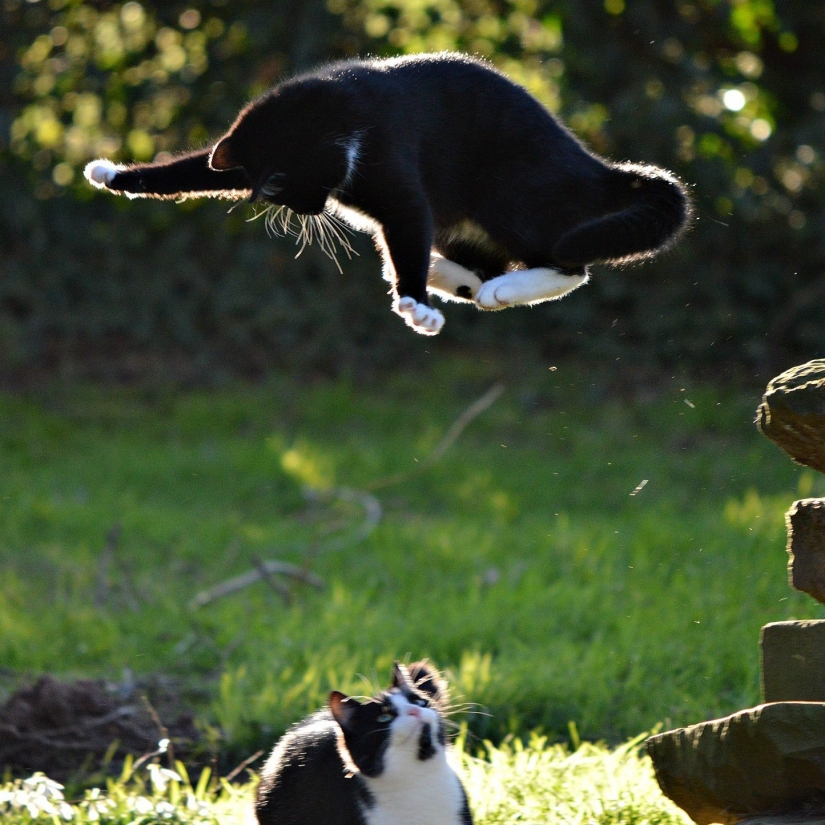 Cuando la sonrisa llega a la cola: finalistas del concurso de fotografía Comedy Pet Photography Awards Cuando la sonrisa llega a la cola: finalistas del concurso de fotografía Comedy Pet Photography Awards