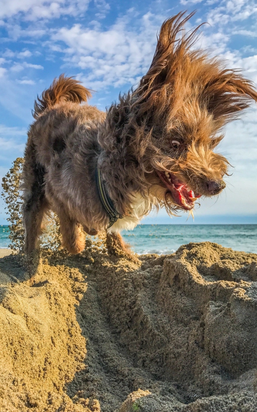 Cuando la sonrisa llega a la cola: finalistas del concurso de fotografía Comedy Pet Photography Awards Cuando la sonrisa llega a la cola: finalistas del concurso de fotografía Comedy Pet Photography Awards