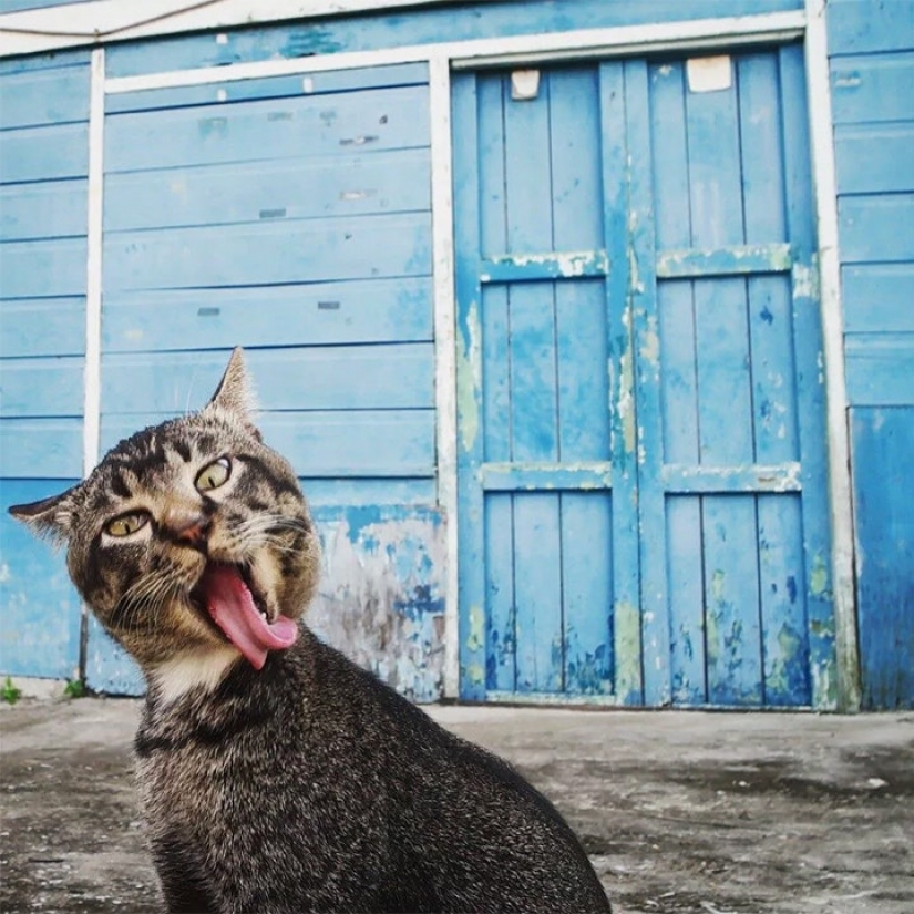 Cuando la sonrisa llega a la cola: finalistas del concurso de fotografía Comedy Pet Photography Awards Cuando la sonrisa llega a la cola: finalistas del concurso de fotografía Comedy Pet Photography Awards