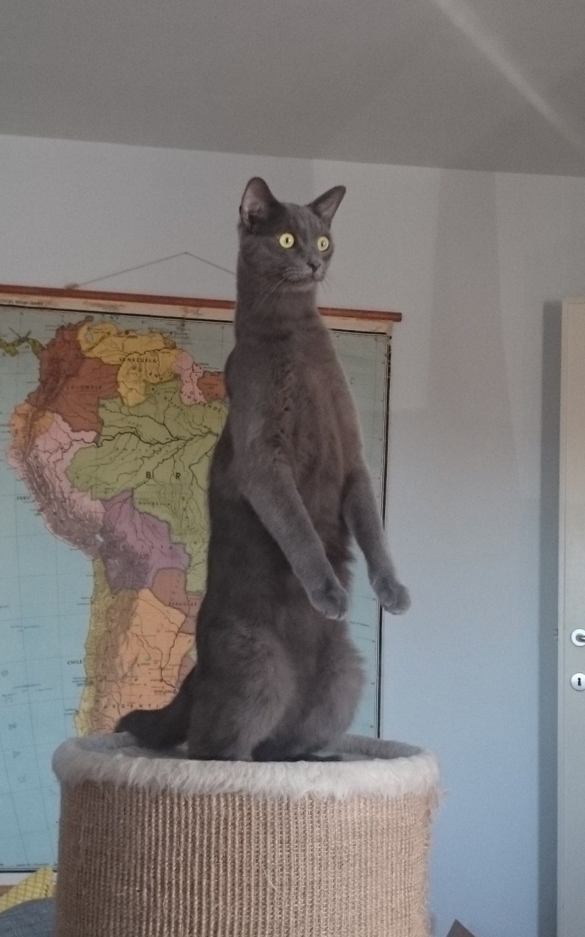 Cuando la sonrisa llega a la cola: finalistas del concurso de fotografía Comedy Pet Photography Awards Cuando la sonrisa llega a la cola: finalistas del concurso de fotografía Comedy Pet Photography Awards