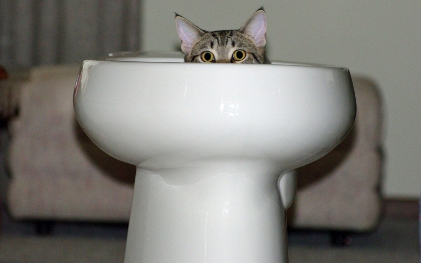 Cuando la sonrisa llega a la cola: finalistas del concurso de fotografía Comedy Pet Photography Awards Cuando la sonrisa llega a la cola: finalistas del concurso de fotografía Comedy Pet Photography Awards