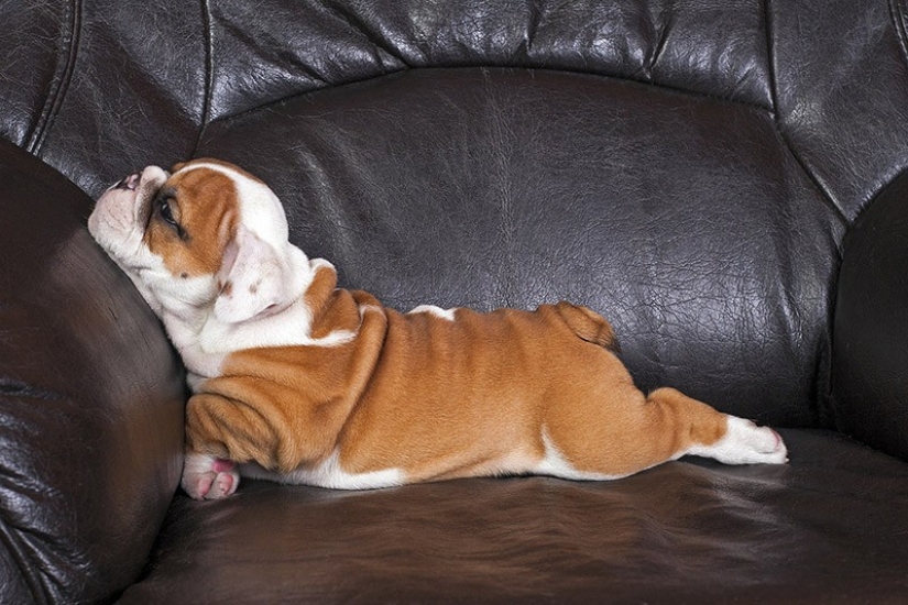 Cute bulldog puppies that will melt your heart