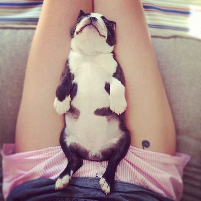 Cute bulldog puppies that will melt your heart