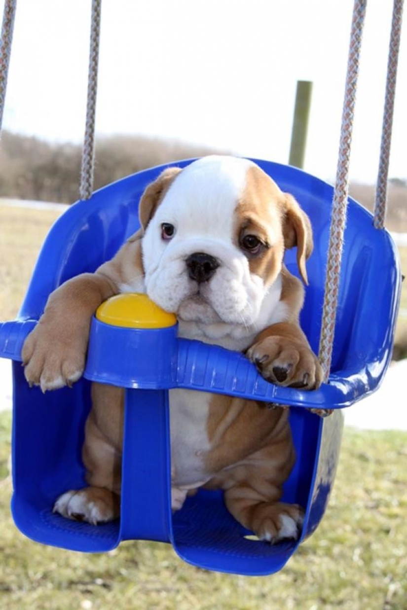 Cute bulldog puppies that will melt your heart