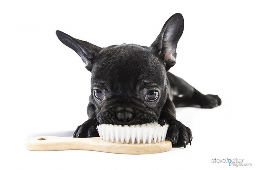 Cute bulldog puppies that will melt your heart