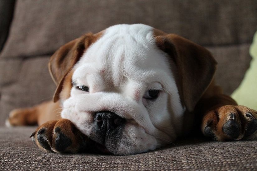 Cute bulldog puppies that will melt your heart